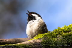 Coal Tit