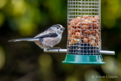 Longtail Tit