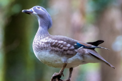 Mandarin Duck - Female