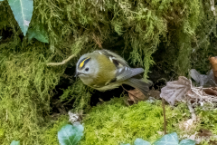 Goldcrest