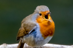 Robin