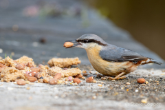 Nuthatch