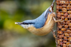 Nuthatch