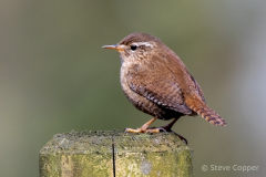 Wren