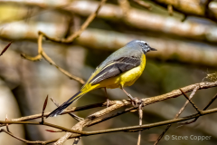 Grey Wagtail