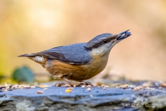 Nuthatch