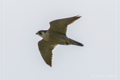 Peregrine Falcon