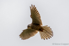 Kestrel