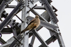 Kestrel