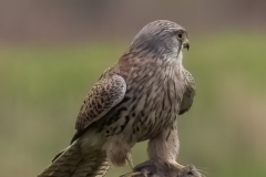 Kestrel