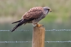 Kestrel