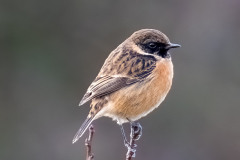 Stonechat