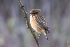 Stonechat